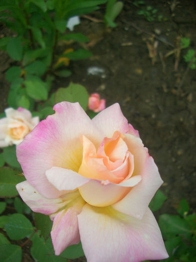 'Gruss an Aachen' • Salut d'Aix la Chapelle • White Willow Glen #1; Floribunda, Hybrid Tea, Polyantha.  Bred by L. Wilhelm Hinner (Germany, before 1909).
