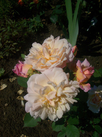 CIMG9522