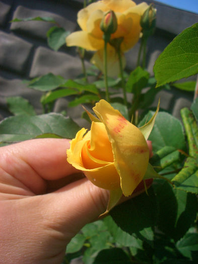 'Graham Thomas ®' • AUSmas • Lemon Parody; Shrub.  English Rose Collection.  Bred by David Austin (United Kingdom, 1983).
