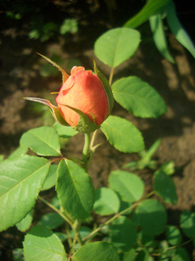 'Grace ® ™' • AUSkeppy; Florists Rose, Shrub.  English Rose Collection.  Bred by David Austin (United Kingdom, 2001).
