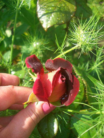 'Eddy Mitchell ®'• Black Gold• Dark Night • Garden Director Bartje Miller • MEIrysett • The RSL Rose; Hybrid Tea.  Bred by Meilland International (France, 2010).
