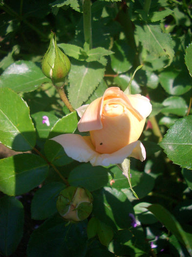 'Caramella ™'• Caramel Fairy Tale • Korkinteral • Reminiscence; Shrub.  Bred by Wilhelm Kordes III (b. 1953) (Germany, before 2000).
