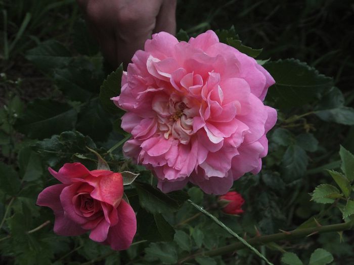 27.05.2014 - Christopher Marlowe