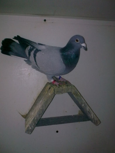 C10 M Nepot L1 Nat Maraton Moise Dinu 2008 - 3 MATCA 2014