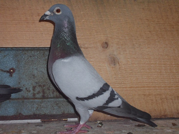 C11 M Cupa Mihail Fiu Pranghistul; "BIJBANU"
