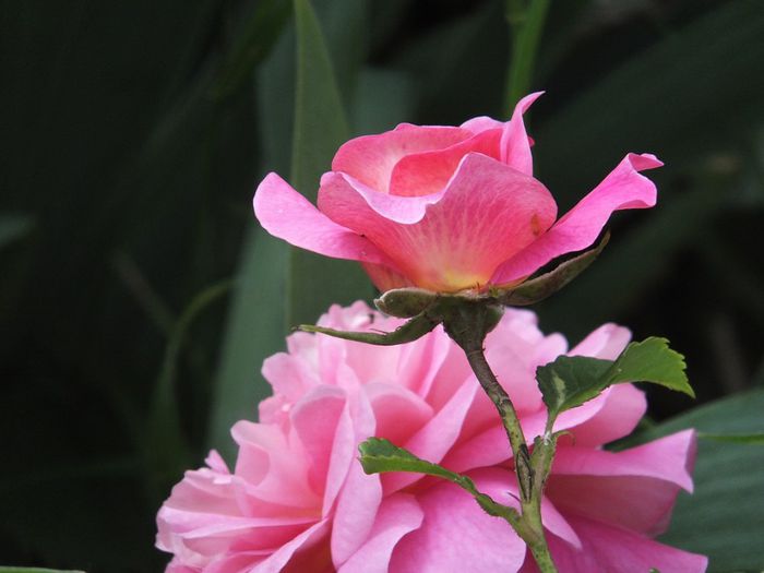 27.05.2014a - Christopher Marlowe