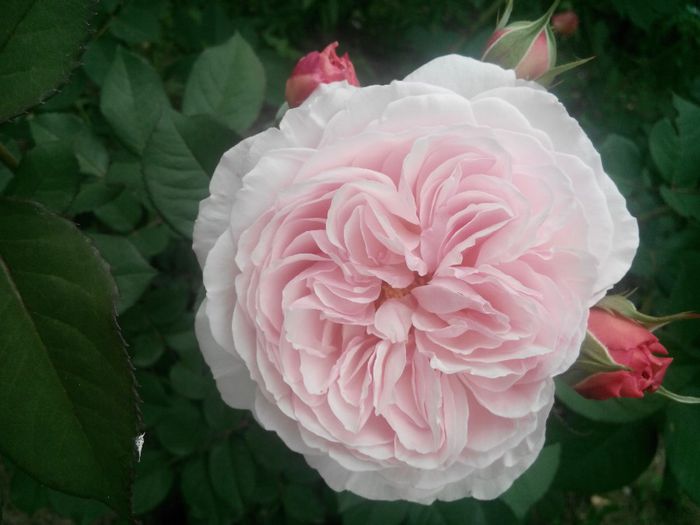 IMG_20140525_145542 - A Shropshire Lad  4