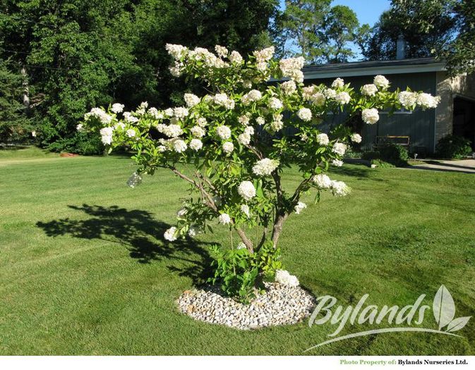 hydrangea_paniculata_grandiflora_ 35