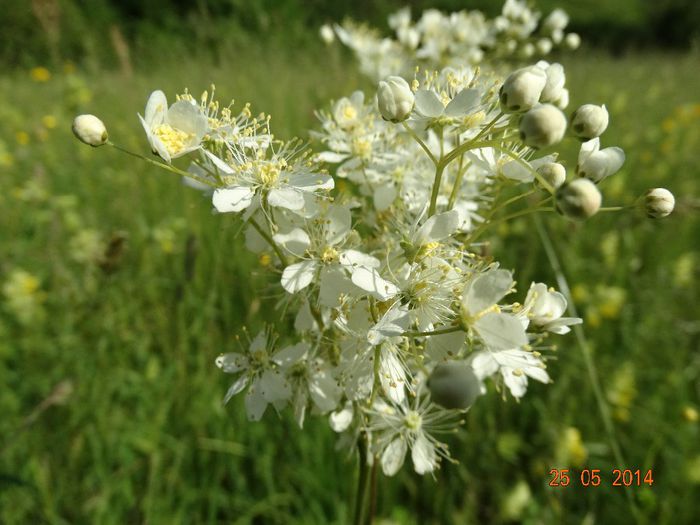 DSC03909 - Plante in natura 2014