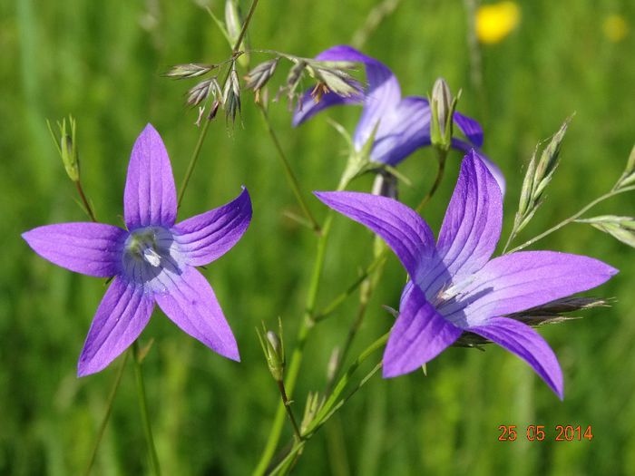 DSC03906 - Plante in natura 2014