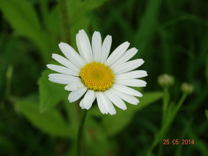 DSC03869 - Plante in natura 2014