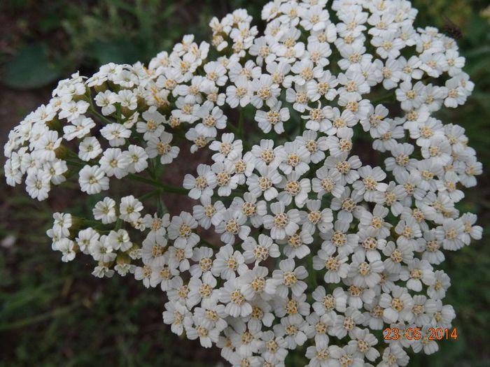 DSC03591 - Plante in natura 2014