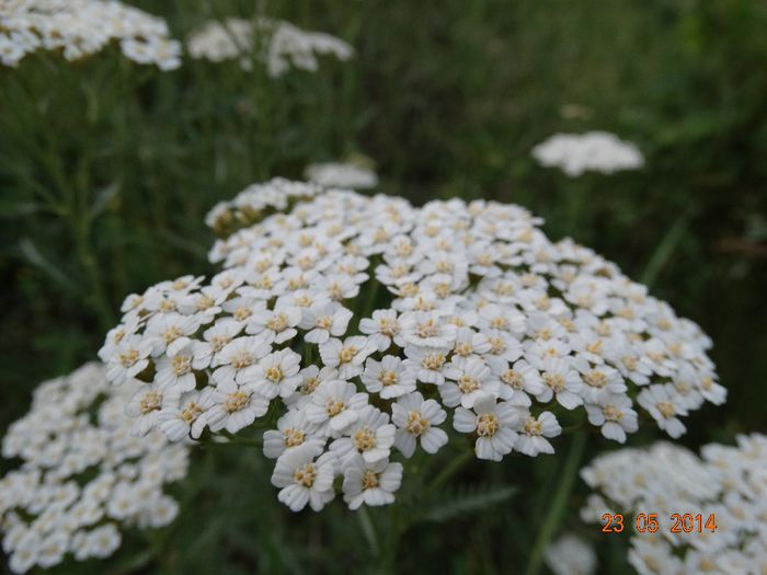 DSC03589 - Plante in natura 2014