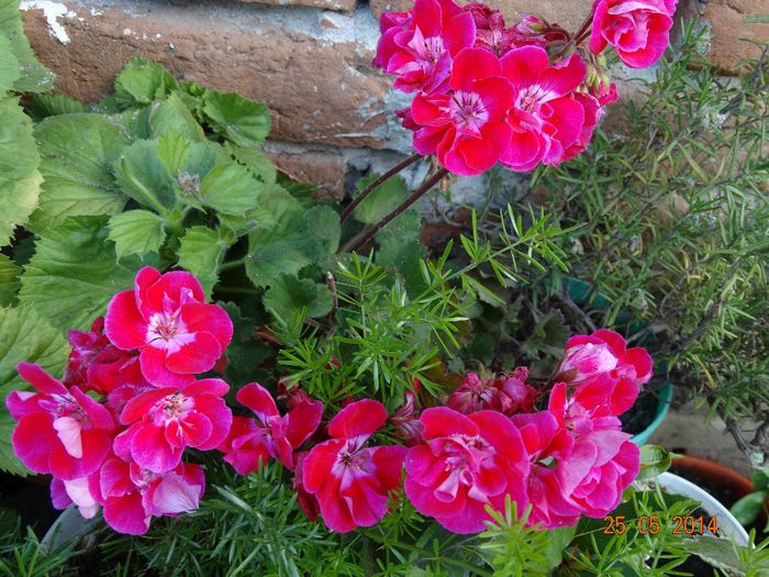 DSC03962 - Plante in ghiveci 2014