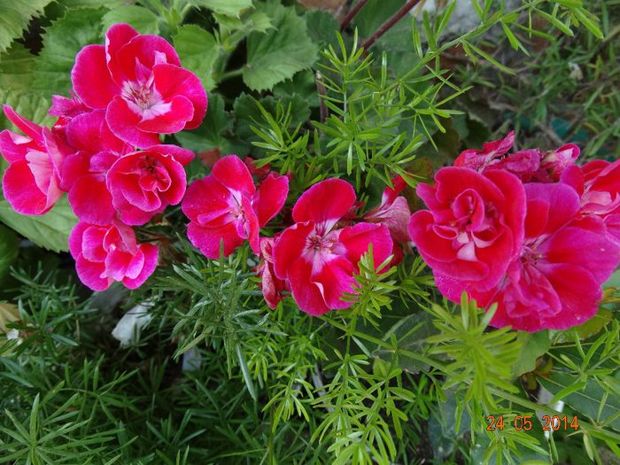 DSC03777 - Plante in ghiveci 2014