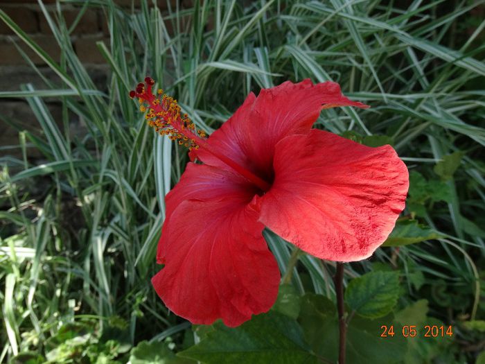 DSC03751 - Plante in ghiveci 2014
