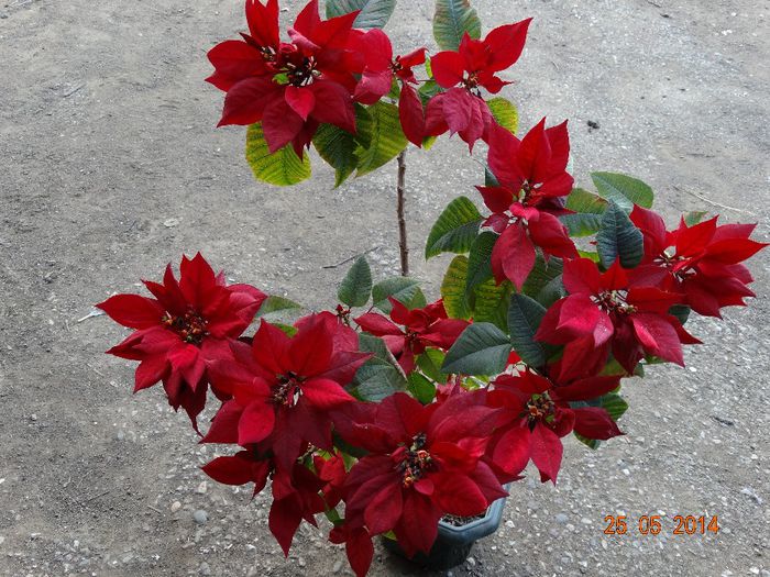 DSC03963 - Plante in ghiveci 2014