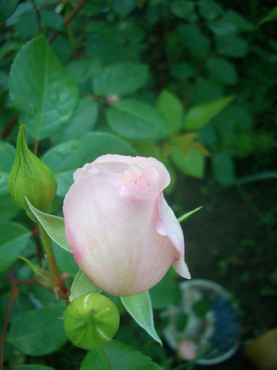 'The Generous Gardener'• AUSdrawn; Shrub.  English Rose Collection.  Bred by David Austin (United Kingdom, 2002).

