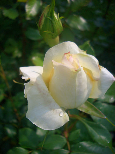 'Tchaikovsky ®' • Maggie • Maggie Tabberer • MEIchibon; Floribunda, Grandiflora, Hybrid Tea, Shrub.  Romantica ™.  Bred by Meilland International (France, 2000).
