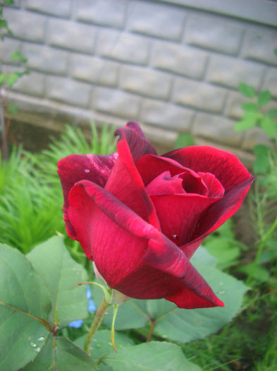 'Papa Meilland ®' • MEIcesar • MEIsar; Hybrid Tea.  Bred by Alain Meilland (France, 1963).
