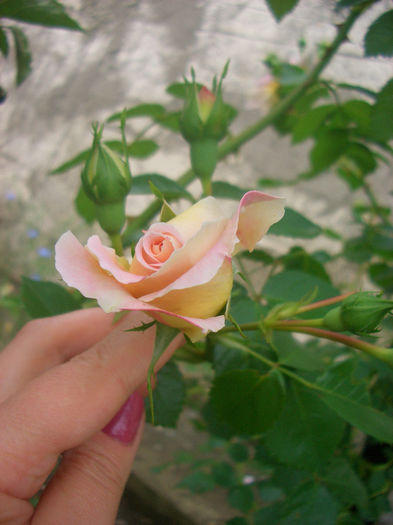 'Morgengruss' • Morning Greeting; Climber, Hybrid Kordesii, Large-Flowered Climber, Shrub.  Bred by Reimer Kordes (Germany, 1962).
