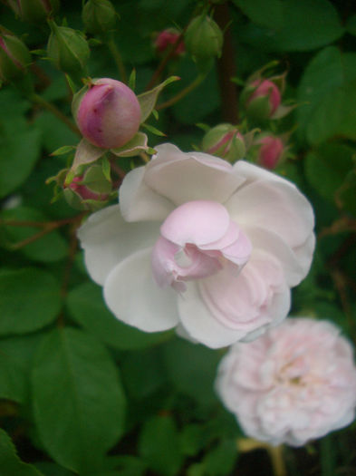 'Blush Noisette' • Blush Cluster • Flesh-coloured Noisette • Noisette carnée • Old Blush Noisette • ; Noisette.  Bred by Philippe Noisette (United States, 1814).
