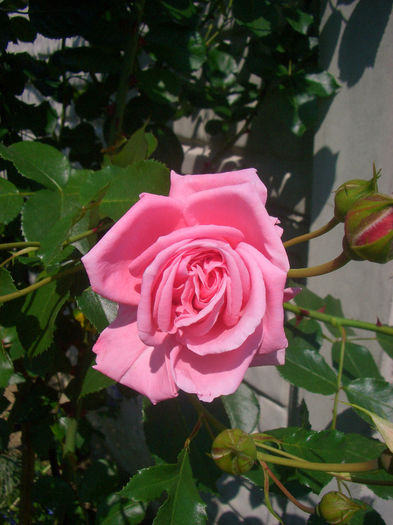 'Coral Dawn'; Climber, Large-Flowered Climber.  Bred by Eugene S. &quot;Gene&quot; Boerner (United States, 1952).
