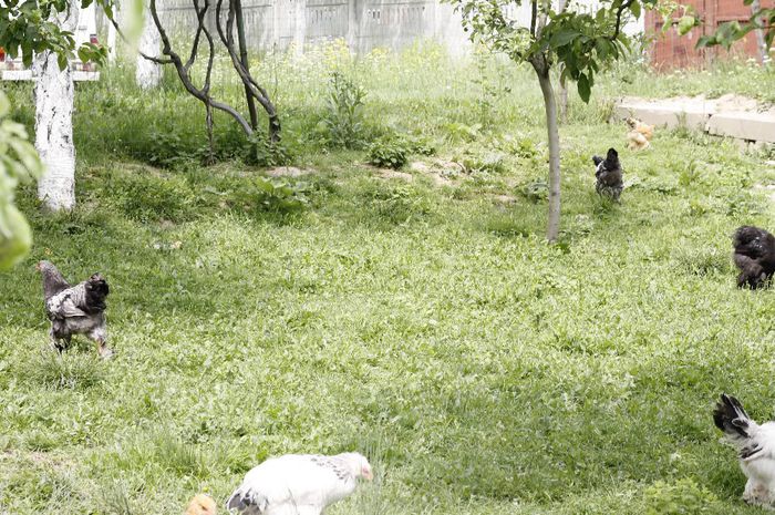 _MG_4712 - Tineret 2014