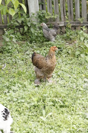 _MG_4722 - Tineret 2014