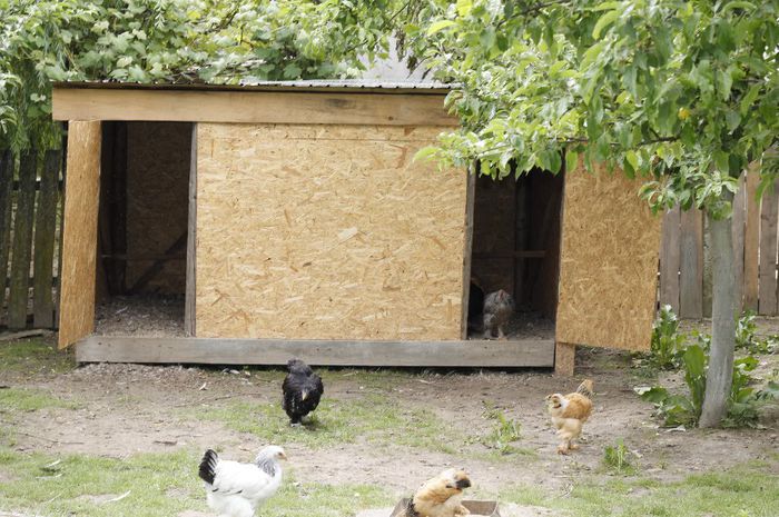 _MG_4723 - Tineret 2014