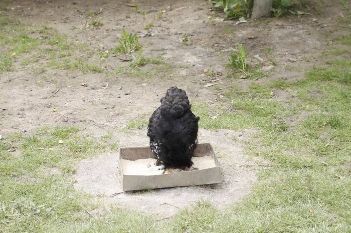 _MG_4726 - Tineret 2014