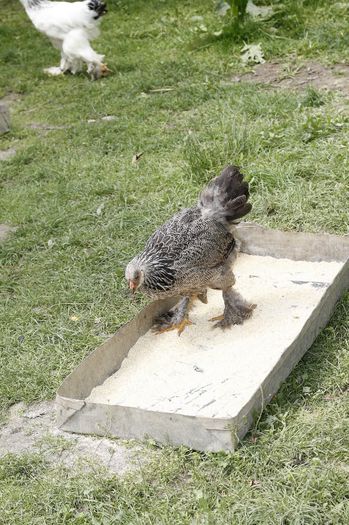 _MG_4728 - Tineret 2014