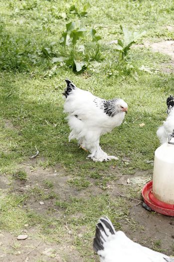 _MG_4729 - Tineret 2014