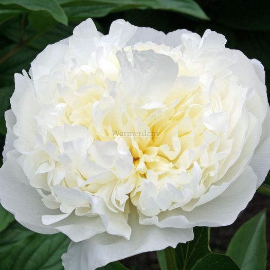 bujor `Duchesse de Nemours`