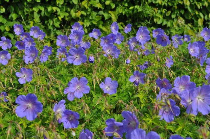 Geranium himalayense `Baby Blue`