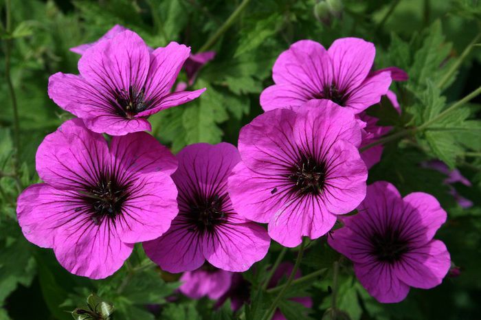 Geranium psilostemon %u2018Bressingham Fair%u2019