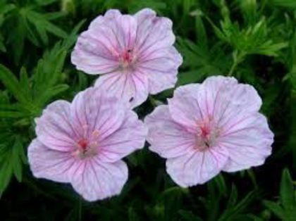 Geranium sanguineum var. striatum GASIT - Alte dorinte