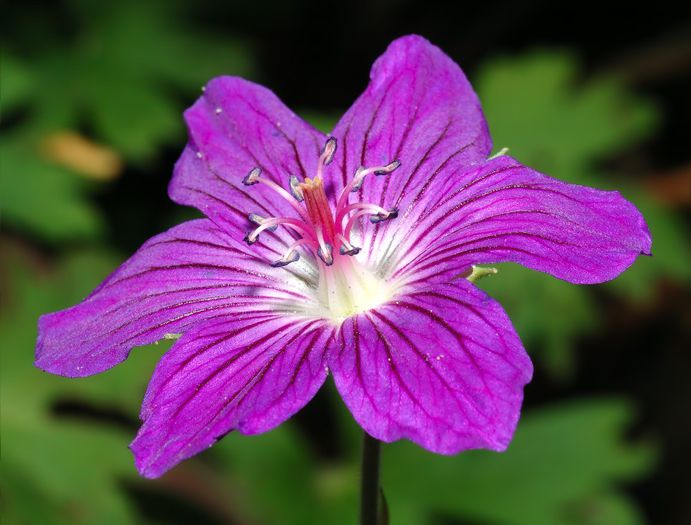 Geranium wlassovianum GASIT - Alte dorinte