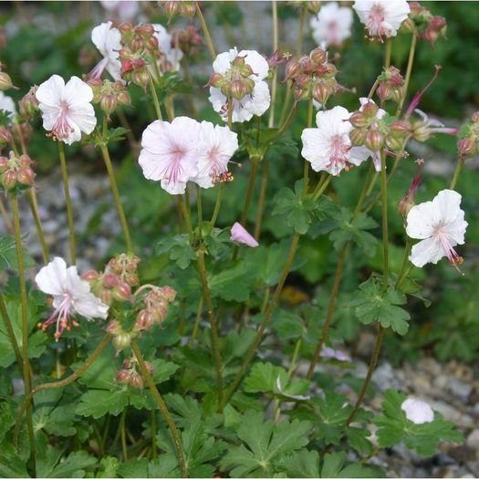 Geranium x cantabrigiense GASIT