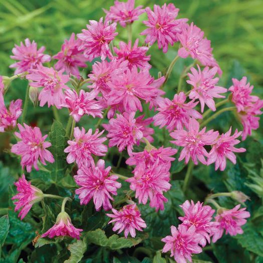 Geranium x oxonianum f. thurstonianum