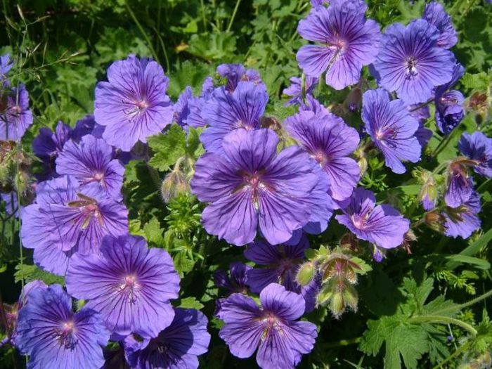 Geranium `Magnificum` GASIT