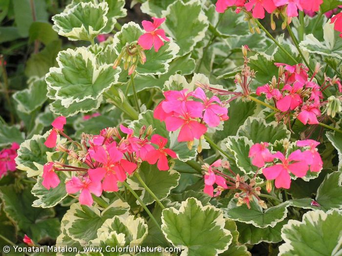 Pelargonium zonale fma. variegata