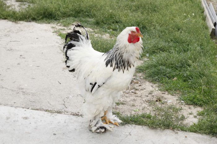 _MG_4770 - Cocosi din matca 2014