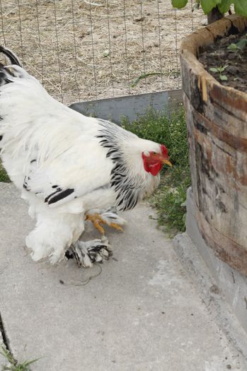 _MG_4772 - Cocosi din matca 2014