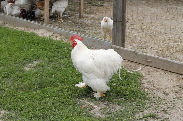 _MG_4780 - Cocosi din matca 2014