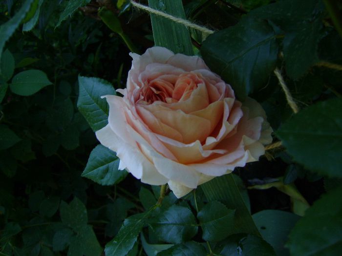 DSC01179 - Abraham Darby