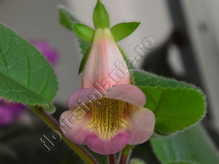 Sinningia HCY s Perfumer - GLOXINIA _ SINNINGIA__NEWS 2014