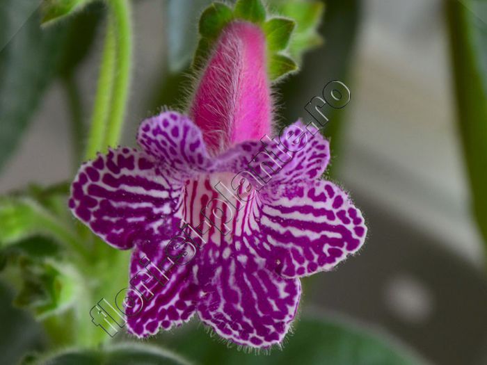 Kohleria Isabell (ni) - KOHLERIA II 2