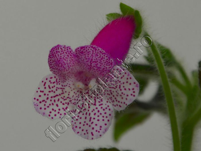 Kohleria Ans Cheerleaders - KOHLERIA II 2
