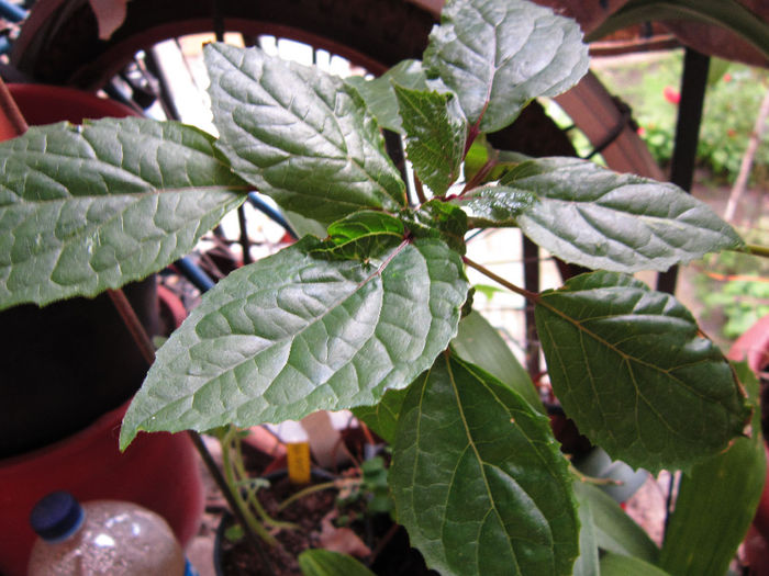 clerodendrum bungei 2buc la 15;lei - de  vinzare flori